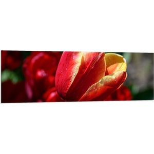 PVC Schuimplaat- Rood met Gele Tulp met Rode Bloemen Achtergrond - 150x50 cm Foto op PVC Schuimplaat
