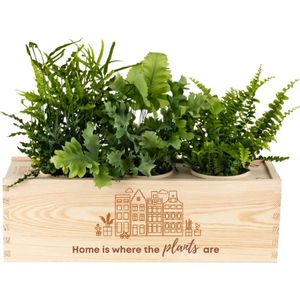 Luchtzuiverende Kamerplanten in Pot met Watergeefsysteem – Home is where the plants are – Nieuwe Woning Cadeau - 3 Stuks - Flowerbox