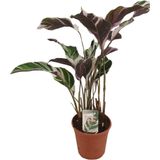 Calathea fusion white basic - ø14cm - 40cm