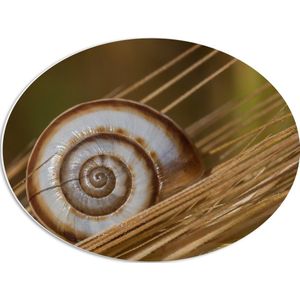 PVC Schuimplaat Ovaal - Wit met Bruin Slakkenhuis op Droge Grassen - 56x42 cm Foto op Ovaal (Met Ophangsysteem)