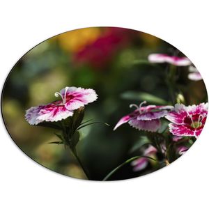 Dibond Ovaal - Chinese Anjer Bloemen in het Veld - 56x42 cm Foto op Ovaal (Met Ophangsysteem)