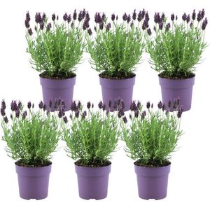 Lavandula stoechas Anouk® - 12 cm pot - Set van 6 kuiflavendel