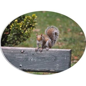 PVC Schuimplaat Ovaal - Eekhoorn Rustend op Leuning van Parkbank - 56x42 cm Foto op Ovaal (Met Ophangsysteem)