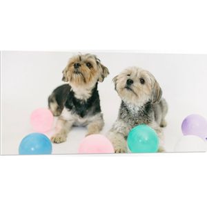 PVC Schuimplaat- Twee Kleine Honden Spelend met Ballonnen - 100x50 cm Foto op PVC Schuimplaat
