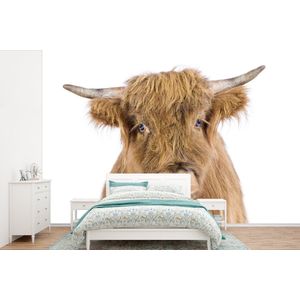 Schotse hooglander - Dieren - Bruin - Natuur - Behangpapier