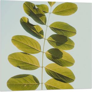 Vlag - Lichtgroene Robina Plant op Pastelblauwe Achtergrond - 80x80 cm Foto op Polyester Vlag