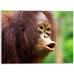 PVC Schuimplaat - Fluitende Rood-Bruine Orang Oetan in Regenwoud - 40x30 cm Foto op PVC Schuimplaat (Met Ophangsysteem)