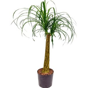 Beaucarnea recurvata stam 60 hydrocultuur plant