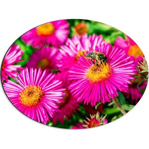Dibond Ovaal - Bij op Wilde Roze Madeliefjes - 56x42 cm Foto op Ovaal (Met Ophangsysteem)