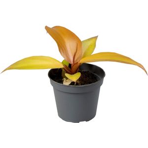 The Green Corner - Philodendron Red Sun - Hoogte 10cm - Diameter 6cm