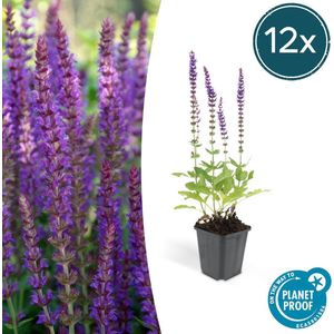 Trendyplants - Salvia Nemorosa 'Ostfriesland' - 12 stuks - Salie - Winterhard - Hoogte 10-25cm - Potmaat Ø9cm