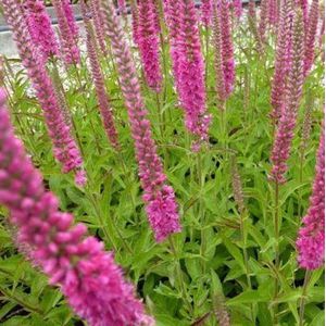 6x Veronica spicata ‘Rotfuchs’ - Aarereprijs - Pot 9x9 cm