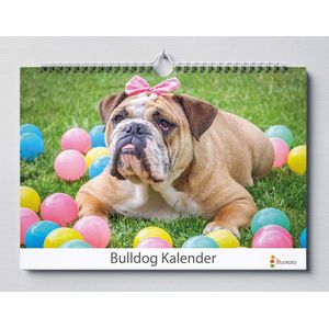 Bulldog kalender 35x24 cm | Verjaardagskalender Bulldog honden | Grappige Bulldog honden | Verjaardagskalender Volwassenen