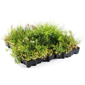 Groen Dak (MobiRoof Eco) kant en klare Sedum & Wildflower cassette | 50 x 50 x 6 cm (b x l x d)