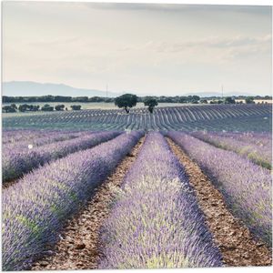 WallClassics - Vlag - Rijen Paarse Lavendel - 50x50 cm Foto op Polyester Vlag