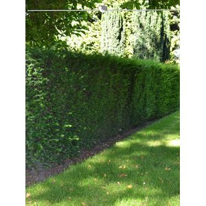 Venijnboom Taxus baccata 50-60 cm in Pot, 200x Haagplant