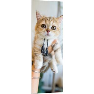 PVC Schuimplaat - Kitten met Flosjes in Mensenhanden - 50x150 cm Foto op PVC Schuimplaat (Met Ophangsysteem)
