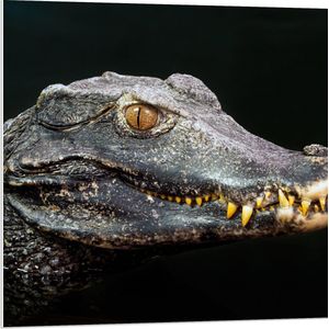 PVC Schuimplaat - Hoofd van Aligator met Scherpe Tanden in het Water - 80x80 cm Foto op PVC Schuimplaat (Met Ophangsysteem)