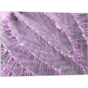 Vlag - Close-up van Cactus in het Paars - 80x60 cm Foto op Polyester Vlag