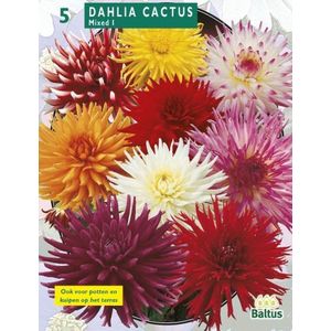 2 stuks Zomer Bloembollen Dahlia Cactus Mixed per 3