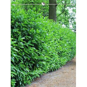 Laurier Prunus Novita 120-140 cm, 80x Haagplant