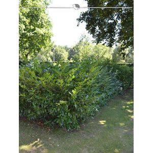 Laurier Prunus Herbergii 80-100 cm, 5x Haagplant