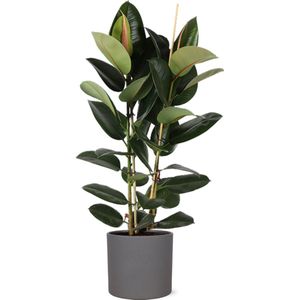 Ficus Elastica Robusta in Era ANTRACIET pot - Potmaat 24cm - Hoogte 110cm