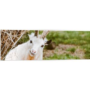 PVC Schuimplaat- Aankijkende Witte Geit - 120x40 cm Foto op PVC Schuimplaat