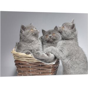 Vlag - Mandje Vol Grijze Britse Korthaar Kittens met Oranje Ogen - 100x75 cm Foto op Polyester Vlag
