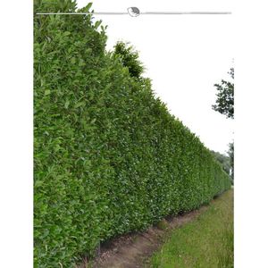 Laurier Prunus Caucasica 100-120 cm, 15x Haagplant