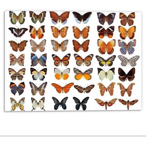 Forex - Collage van Verschillende Soorten Vlinders - 40x30cm Foto op Forex
