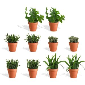 DutchLeafs Rhipsalis Mix Mini Vetplanten in Terracotta Bloempot - 10 Stuks - Kwekerspot 5,5 cm - Hoogte 8-15 cm - Mini Succulenten - Kamerplanten