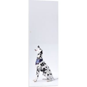 PVC Schuimplaat- Zijaanzicht Dalmatiër met Witte Achtergrond - 40x120 cm Foto op PVC Schuimplaat