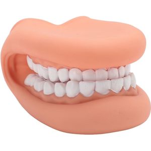 Mouth Puppet met Tongue - 28 Tanden - Silicone Speech - Therap - Demonstratie Onderwijs - Model voor Kinderen - Onderwijs