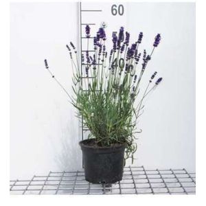 2 x Lavandula ang. 'Hidcote' - Lavendel In pot 2 liter