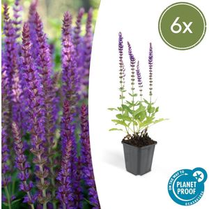 Trendyplants - Salvia Nemorosa 'Ostfriesland' - 6 stuks - Salie - Winterhard - Hoogte 10-25cm - Potmaat Ø9cm