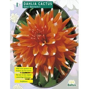 2 stuks - Baltus - Zomer Bloembollen Dahlia Cactus Colour Spectacle...