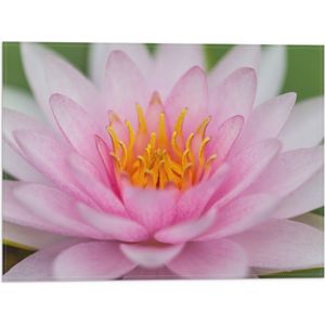 Vlag - Zachtroze Lotus Bloem - 40x30 cm Foto op Polyester Vlag