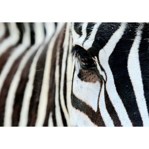 Dibond - Dieren / Wildlife - Zebra in zwart / wit - 120 x 180 cm.