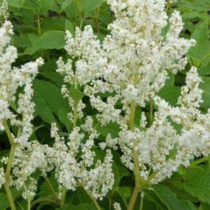 6x Persicaria polymorpha - Adderwortel - Pot 9x9 cm