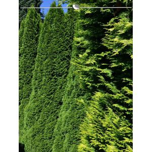 Westerse Levensboom Thuja Smaragd 180-200 cm, 15x Haagplant