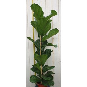 Tabaksplant - Ficus Lyrata hoogte 100cm potmaat 27cm