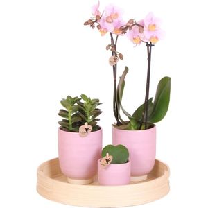 Green Harmony | Complete Planten set Love | Groene planten set met roze Phalaenopsis Orchidee, Succulent en Hoya Kerrii incl. keramieken sierpotten & accessoire