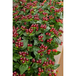 Arbustes de haie - Un ensemble 3 - Hypericum inod. Miracle MarveL (1L)