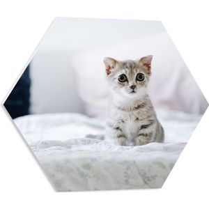 PVC Schuimplaat Hexagon - Grijze Kitten met Donkere Contouren op Lichaam Zittend op Bed - 50x43.5 cm Foto op Hexagon (Met Ophangsysteem)