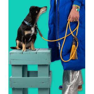 DWAM Dog with a Mission Hondenriem – Riem voor honden – Geel – Polyester/Leer – S – 155 x 1 cm – Bibi