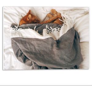 Forex - Slapende Kat onder Deken op Bed - 40x30cm Foto op Forex