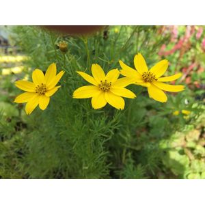 6 x Coreopsis verticillata 'Moonbeam' - Meisjesogen - P9 Pot (9 x 9 cm) - Dima Vaste Planten