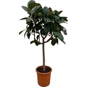Ficus Elastica Robusta Op Stam - 180 Cm - Ø30