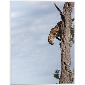 WallClassics - PVC Schuimplaat - Luipaard in een Bruine Boom - 30x40 cm Foto op PVC Schuimplaat (Met Ophangsysteem)